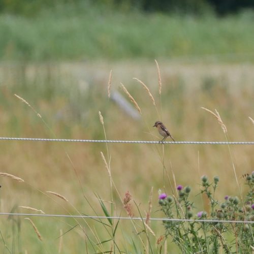 Braunkehlchen im Visier