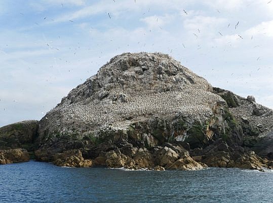 Felseninsel im Meer mit vielen weißen Punkten. Dass sind die Basstölpel.