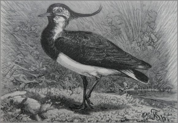 Ein Kiebitz steht auf einem Bein - Zeichnung aus Brehms Tierleben