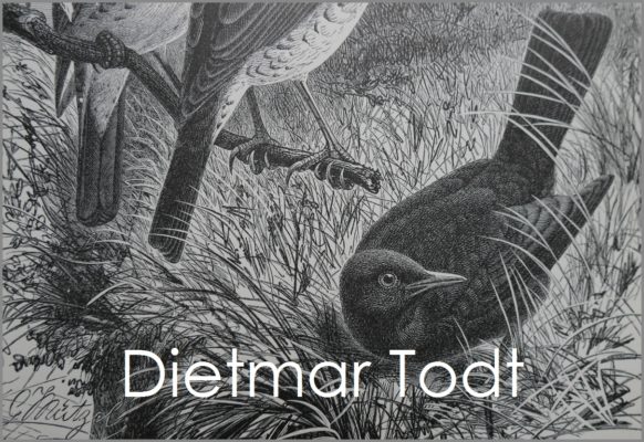 Amsel-Zeichnung aus Brehms Tierleben für Portrait von Dietmar Todt mit Schrift