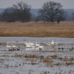 Eine Gruppe von Singschwänenund Stockenten schwimmt auf einem Seitenarm der Oder