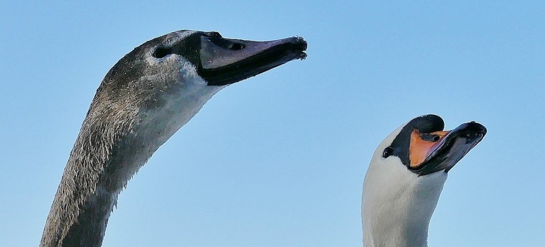Hals und Kopf eines jungen grau-beigen und eines adulten weißen Höckerschwans.