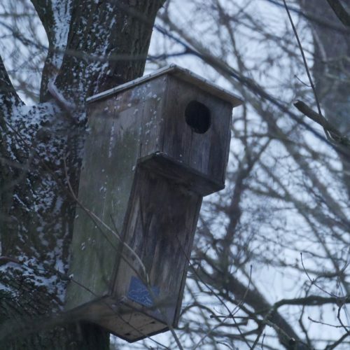 Waldkauz … aufspüren