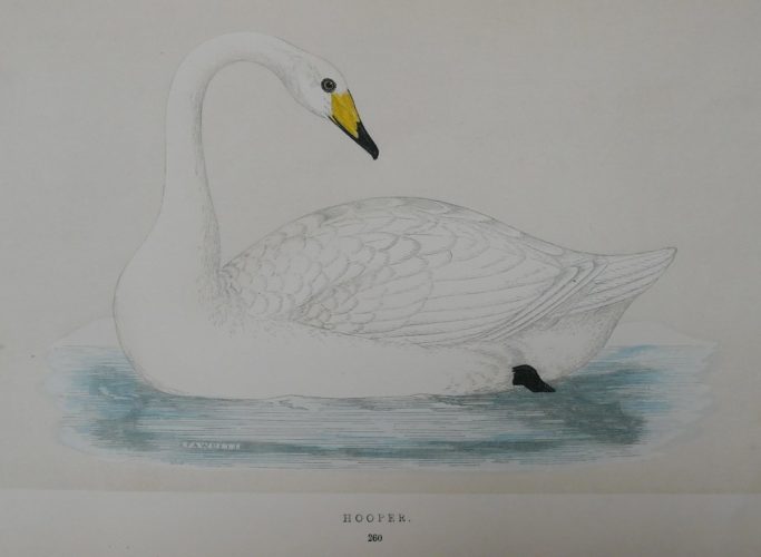 Zeichnung eines Singschwans aus dem 19. Jh. mit Bildunterschrift "Hooper"