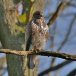 Habicht (Accipiter gentilis) Junger Habicht sitzt auf einem Ast, ein Bein ist im Gefider versteckt. Noch keine Querbänderung wie bei erwachsenen Habichten zu erkennen.