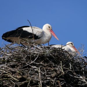 Storchenpaar im Nest, von der Sonne beschienen. Einer steht, eine sitzt.