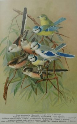Meisenabbildung aus Naumann "Naturgeschichte der Vögel ..." mit verschiedenen Meisenaarten. Darunter Lasur- und Blaumeise.