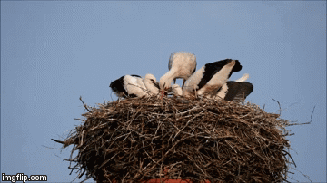 Altvogel steht auf dem Nest und würgt, die Jungstörche betteln und stecken ihren Schnabel in den des Altvogel.