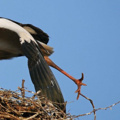 Storchen-Stretching