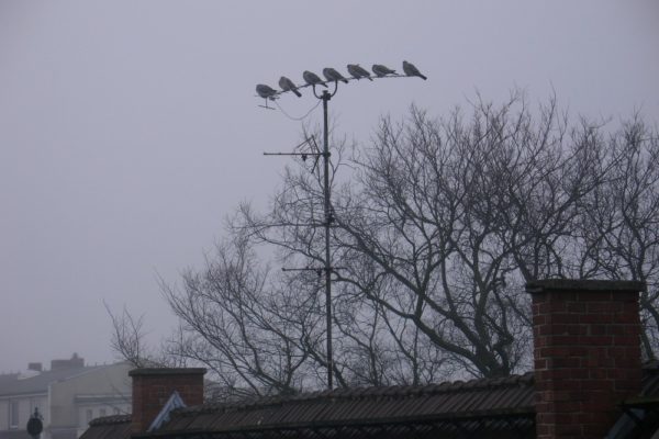 Im grauen Novembermorgen sitzen sieben Ringeltaube auf eiern Dachantenne nebeneinander.der Antenne 