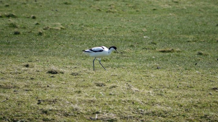 Säbelschnäbler spaziert mit gesenktem Kopf über eine Wiese auf Futtersuche.e.