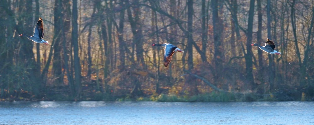 Drei Graugänse sind vom Wasser aus gestartet und fliegen vor den Baumstämmen eines Wäldchens anch links weg. Es sind drei Flugphasen zu sehen: Flügel rauf, runter, mittig,