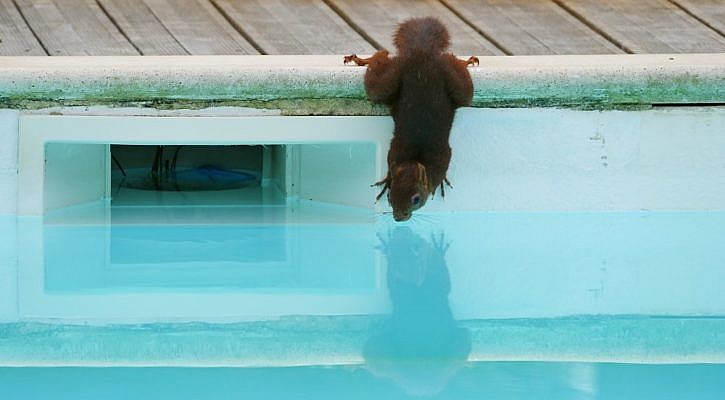 Eichhörnchen hält sich kopfüber mit den HInterfüßen am Poolrand fest, mit den Vorderfüßen an der Wand des Polls und es trinkt kopfüber das Poolwasser.
