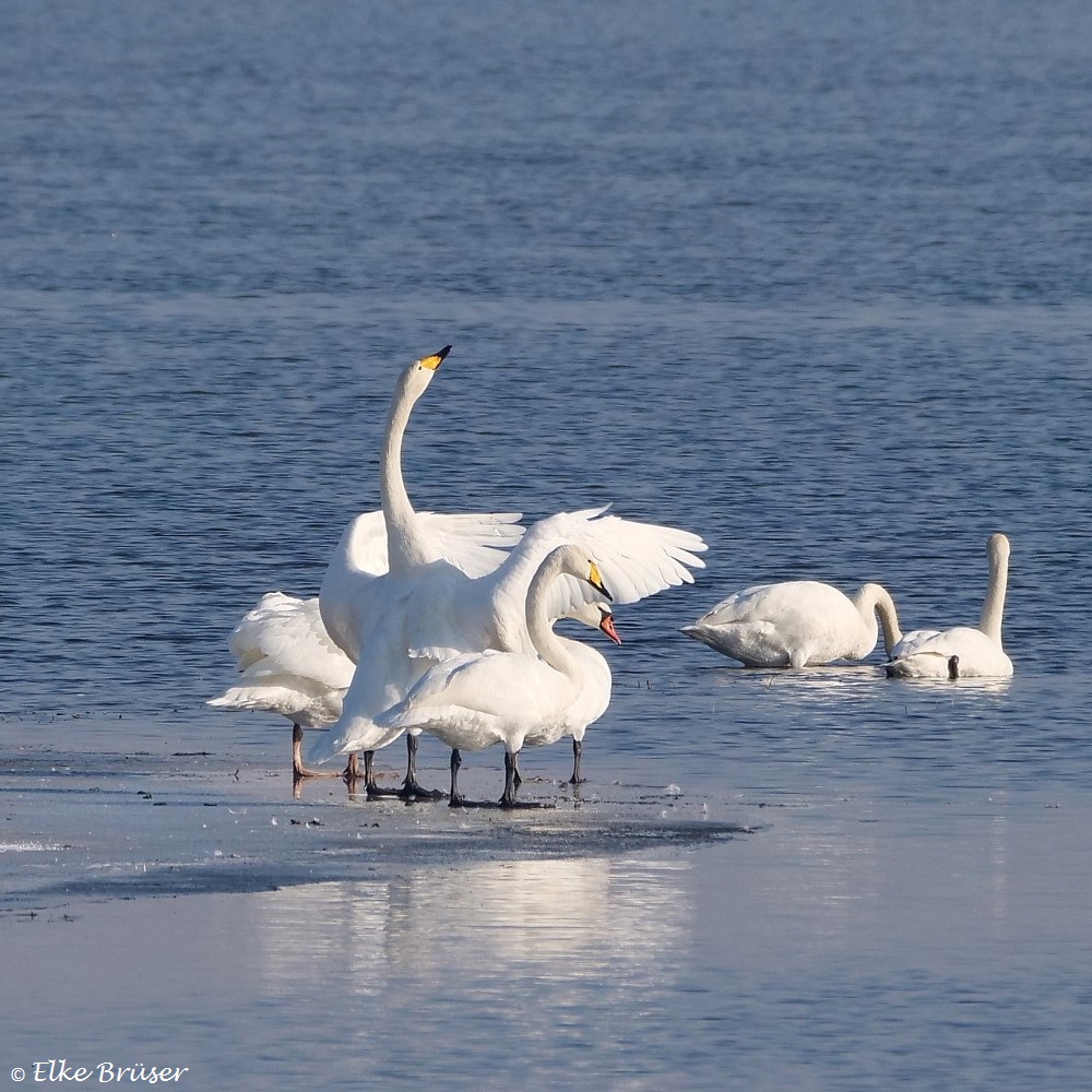 Singschwäne und Höckerschwäne am Wasser stehend