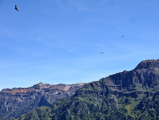 Am blauen Himmel fliegen vier Kondore über die Andengipfel davon.