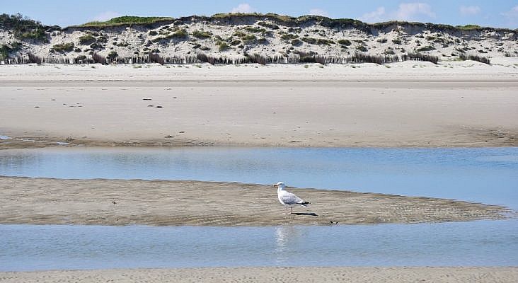 Silbermöwe steht auf dem Sand zwischen den Prielen; im Hintergrund die Dünen.