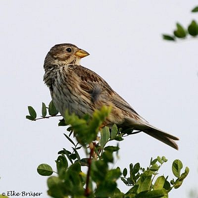 Ein kleiner grau-brauner Vogel sitzt auf einem Busch.