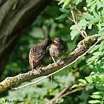 Ein junger Star sperrt den Schnabel weit auf, der Altvogel steckt die rote Frucht hinein.