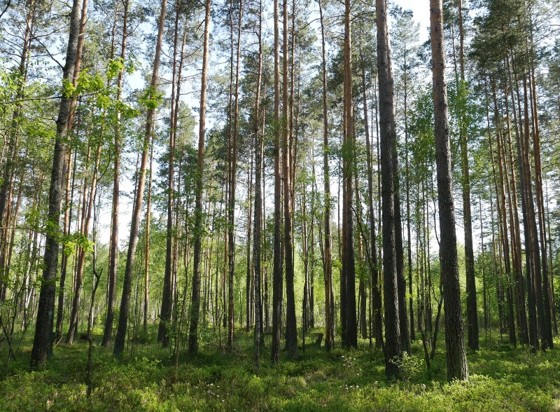 Birken und Kiefern und ein schön bewachsener Waldboden im frühlingshellen Grün.