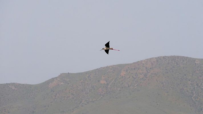 Ein Storch-ähnlicher Vogel vor kahlen Bergen im Anflug.