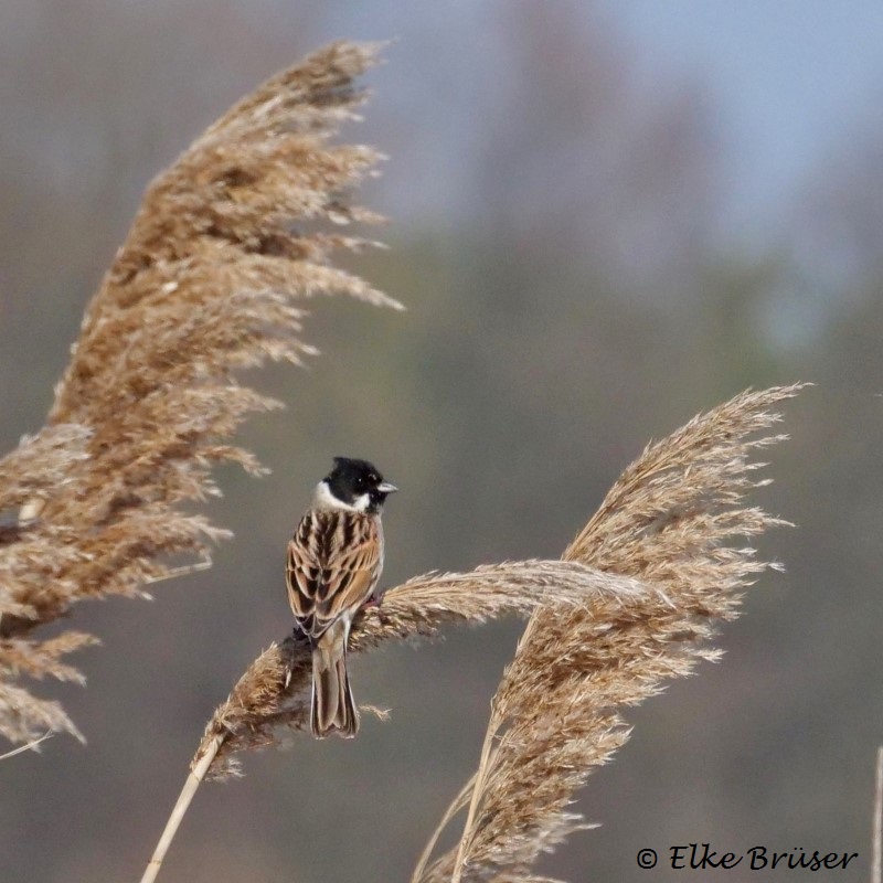 Vogel mit schwarzem Kopf auf Schilf sitzend