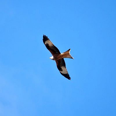 Rotmilan an blauem Himmel von unten: weit ausgebreitete Flügel und langer rötlicher gegabelter Schwanz.