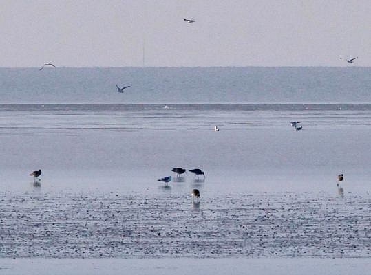 Fünf Große Brachvögel suchen auf dem grau-blau schimmernden Watt nach Nahrung. Vorne sind Wattwurmhäufchen, darüber fliegen Silbermöwen am silbergrauen Winterhimmel..