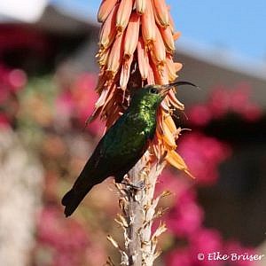 Schwarz-grün schimmernder Vogel mit gebogenem Schnabel an eine orange Aloepflanze geklammert.