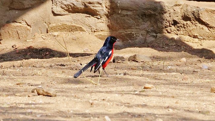 Der Rotbauchwürger im schwarz-roten Federkleid sucht auf sandigem Boden nach Nahrung.