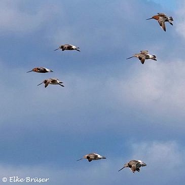 Sieben fliegende Pfuhlschnepfen am blauen Himmel