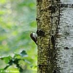 Am Baumstamm sitzt ein kleienr Vogel mit gebogenem Schnabel