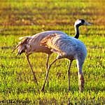 Zwei Kraniche auf einem grünen Feld. Der braunköpfige Jungvogel frisst.