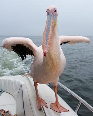 Rosafarbener Pelikan steht auf dem Rand eines Bootsund zeigt seine breiten Füße. 