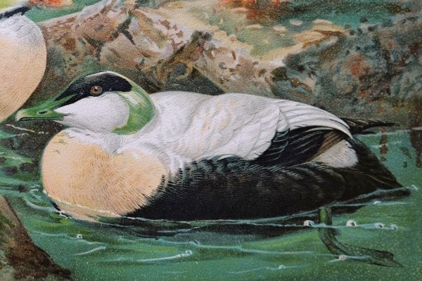 Eine schwarzweiß gemusterte Eiderente mit pfirsichfarbener Brust paddelt mit den Füßen im grünlich Meerwasser.