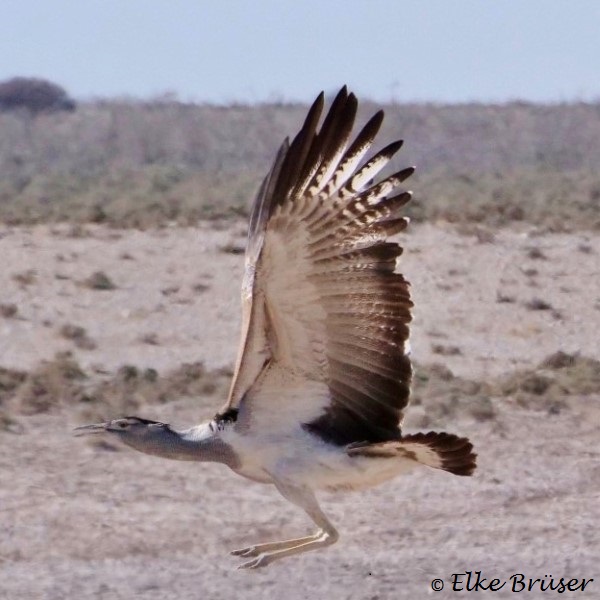 Großer fliegender Vogel mit hoch schwingenden Flügelnund zur landung ausgefahrenen Beinen.