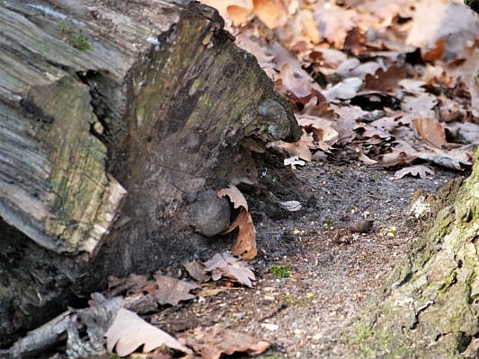 Rötelmaus schaut aus ihrem Versteck unter dem Baumstamm raus.