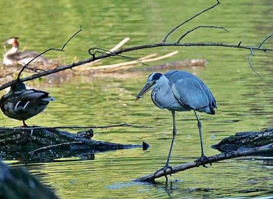 Graureiher mit Fisch im Schnabel