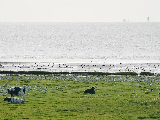 Mausernde Lachmöwen auf einer Kuhweide an der Nordseeküste. Dahinter das Meer. 