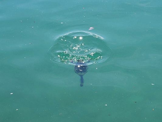 Auf der Wasseroberfläche ein "Tümpel" und unter Wasser ein schwimmender Vogel mit langem Hals