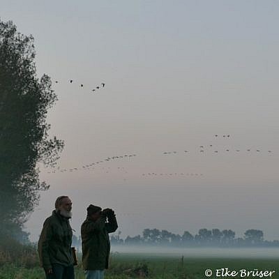 Kraniche: Frühe Zählstunde