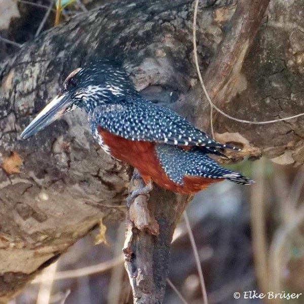 Großerdunkelgrauer Eisvogel sitzt im Schatten, auffällig sein rostroter Bauch.