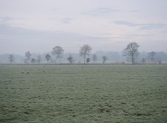 Ackerflächen und eine Baumreihe im matten Grün eines dunstigen Wintermorgens.