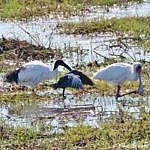 Drei verschiedene Vögel stehen im seichten Wasser