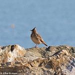 Kleiner brauner Vogel steht mit spiter Haube auf einem Felsbrocken, dahinter das blaue Meer