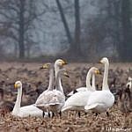 Singschwäne mit gelben schnabel und ihre Jungen mit grauem Gefider auf eine Feld, sie blicken zurück.