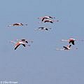 Rosflamingos am Himmel fliegend, unter acht Vögeln ein Jungvogel