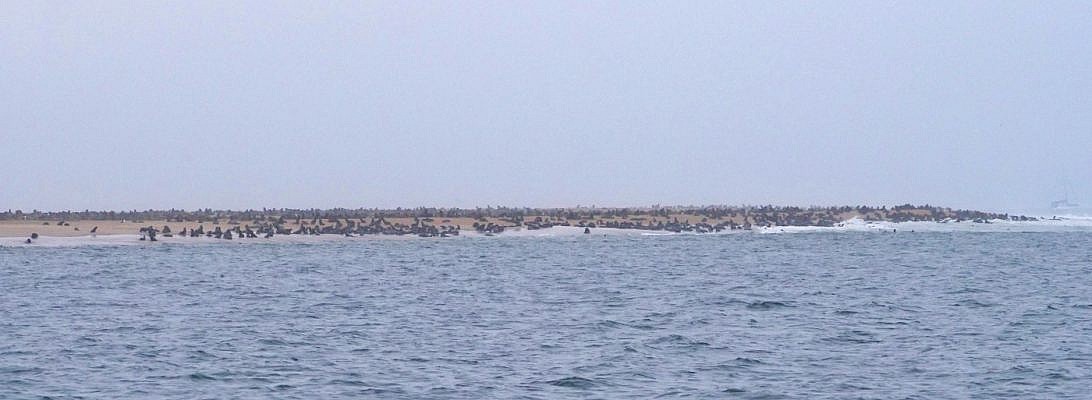 Kolonie mit vielen hundert Seebären auf einer Art Sandbank