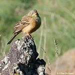 Kleiner brauner Vogel mit gelbem "Bart" auf Fels