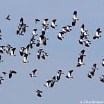 Ein Vogelschwarm mit weiß-schwarzen Flügeln am Himmel