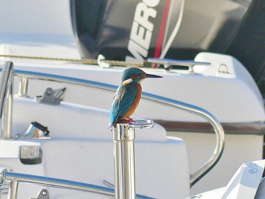Blau-orange gefärbter Eisvogel mit langem Schnabel sitzt auf einem Metallstab auf einem Boot.